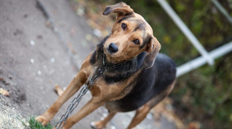 Lee más sobre el artículo Ciudad: Quienes maltraten o abandonen a una mascota, pagarán una multa de hasta $42.800 y trabajarán hasta 5 días ad honorem