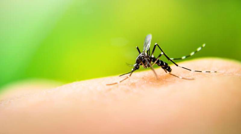 En este momento estás viendo Ya suman 364 los casos confirmados de dengue en la Ciudad