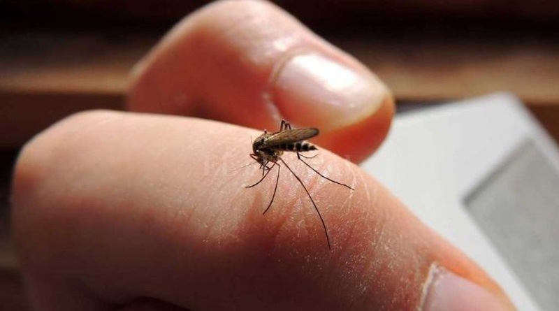 En este momento estás viendo CABA: Ascienden a 6000 los casos de Dengue positivos en lo que va del año