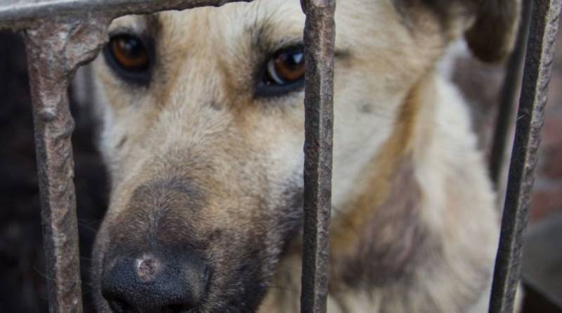 En este momento estás viendo CABA: Existen múltiples canales para denunciar maltrato animal 