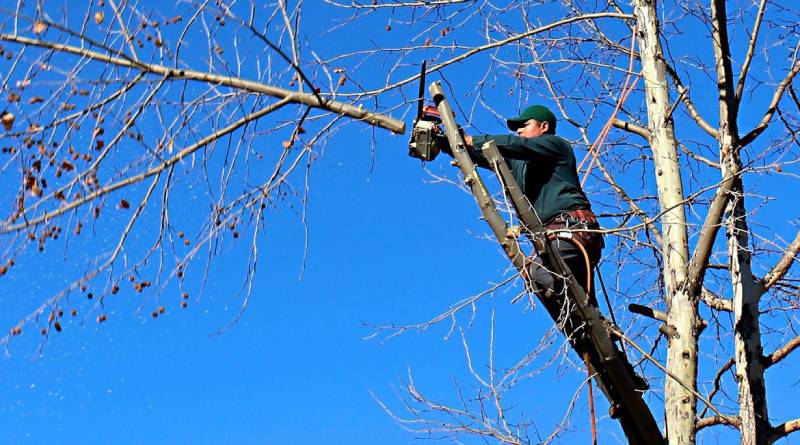 En este momento estás viendo Por un fallo judicial, la Ciudad tendrá que suspender podas de arboles