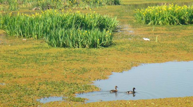 En este momento estás viendo Reserva Ecológica: Denuncian abandono y desidia