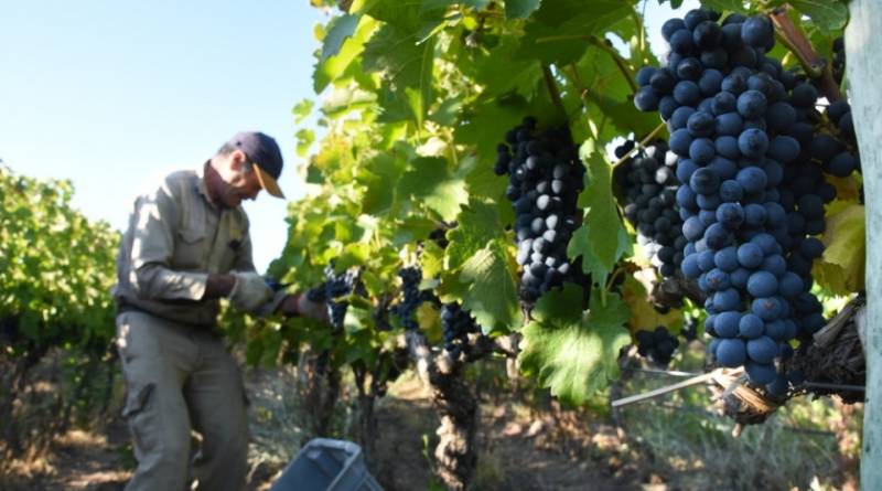 La Ciudad realizó un evento de Cosecha de cepas Malbec y Pinot-Noir en el Distrito del Vino