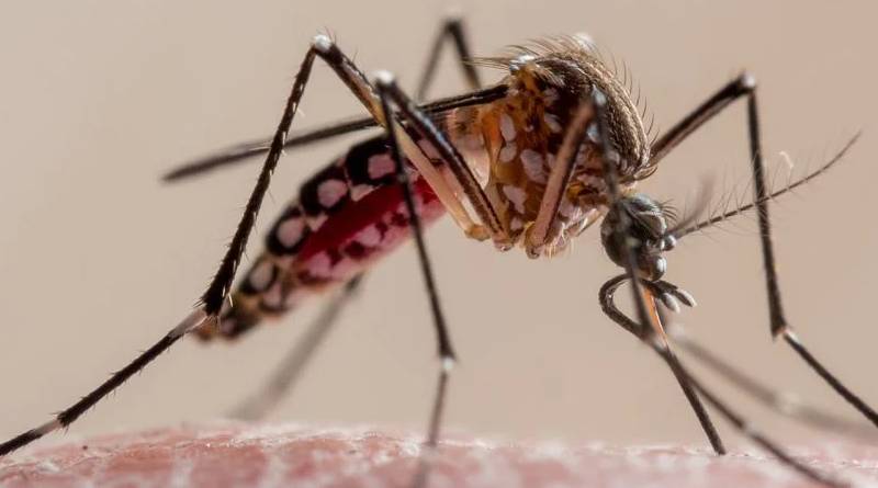 En este momento estás viendo Ciudad: Alerta, dengue