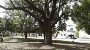 Lee más sobre el artículo Un informe sobre arbolado público determinó que existe un árbol cada 282 habitantes de barrios populares del sur de la Ciudad