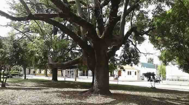 Lee más sobre el artículo Un informe sobre arbolado público determinó que existe un árbol cada 282 habitantes de barrios populares del sur de la Ciudad