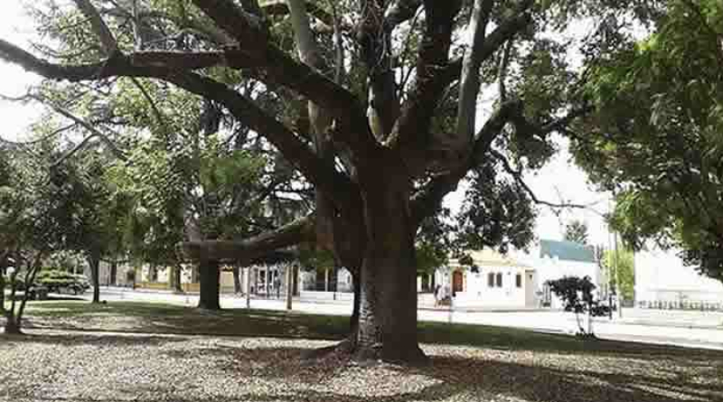 En este momento estás viendo Un informe sobre arbolado público determinó que existe un árbol cada 282 habitantes de barrios populares del sur de la Ciudad