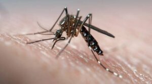Lee más sobre el artículo Persiste el dengue en la Ciudad, la enfermedad transmitida por el mosquito Aedes aegypti