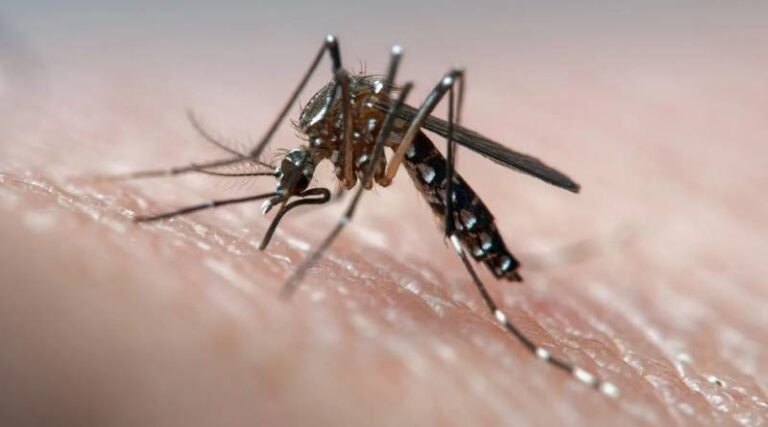 Lee más sobre el artículo Persiste el dengue en la Ciudad, la enfermedad transmitida por el mosquito Aedes aegypti