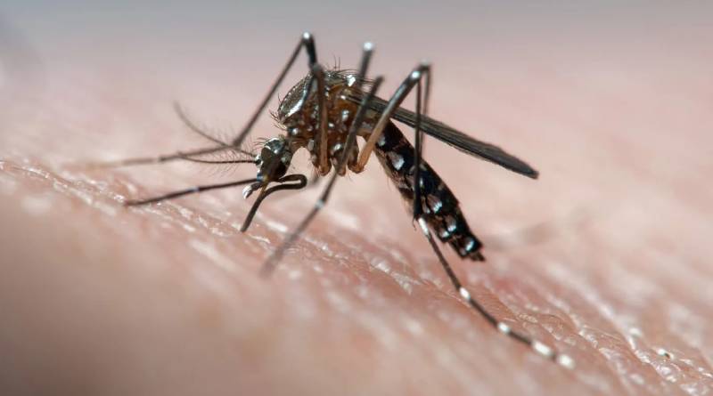 Persiste el dengue en la Ciudad, la enfermedad transmitida por el mosquito Aedes aegypti
