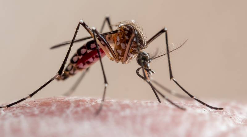 En este momento estás viendo El pronóstico en Buenos Aires: cómo puede impactar el tiempo en la transmisión del dengue